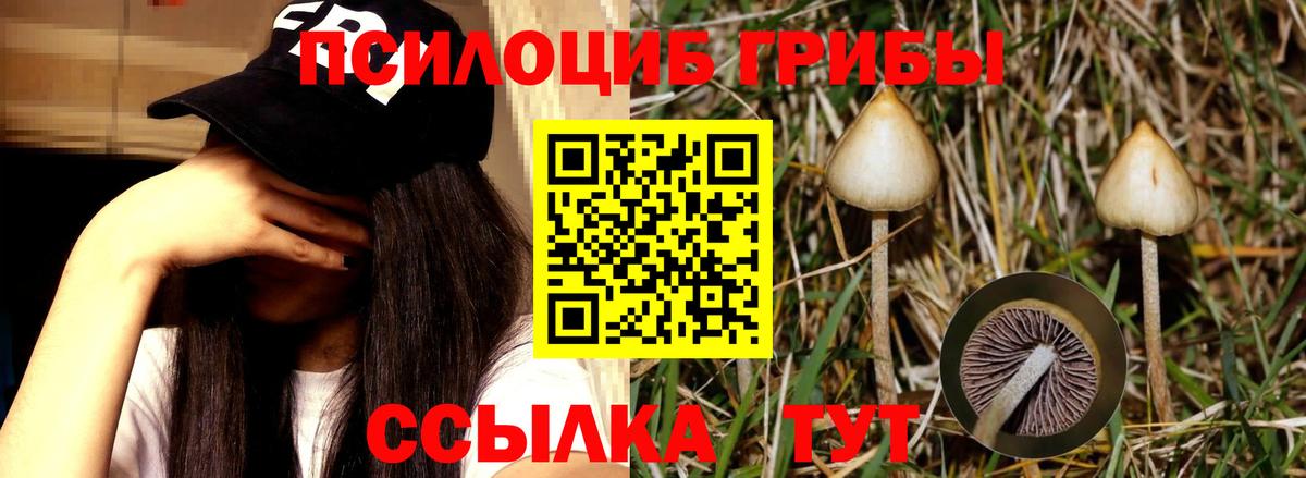 Галлюциногенные грибы Psilocybe Воркута